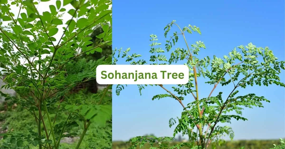 sohanjana tree