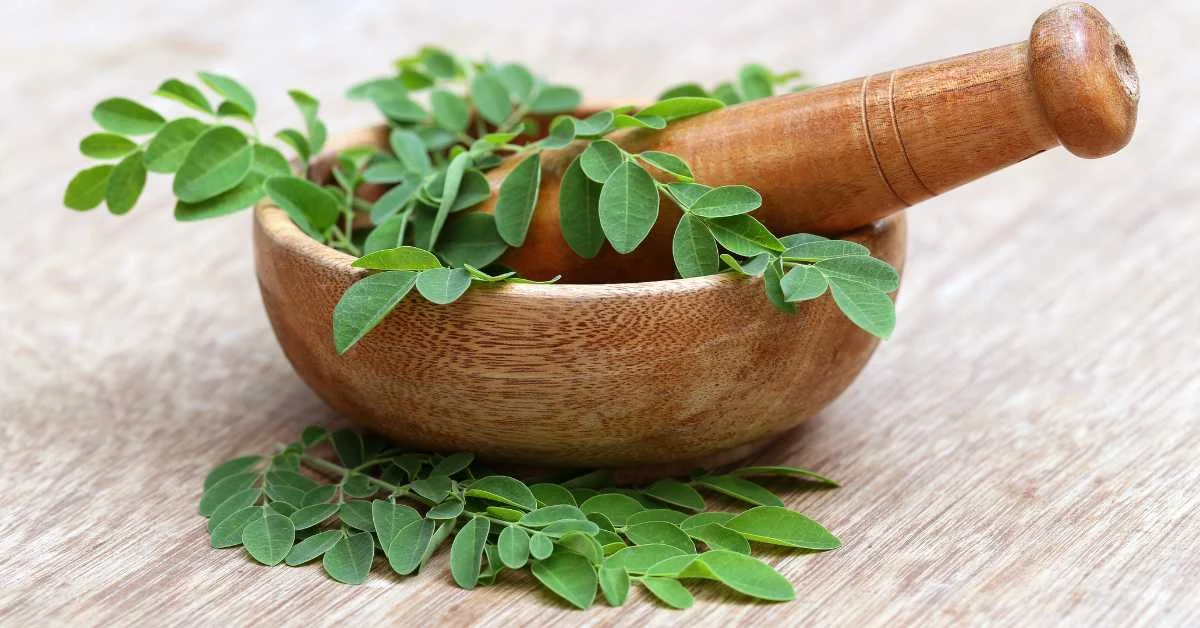 moringa tree leaves